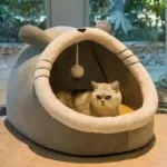 Chinchilla