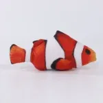 clownfish
