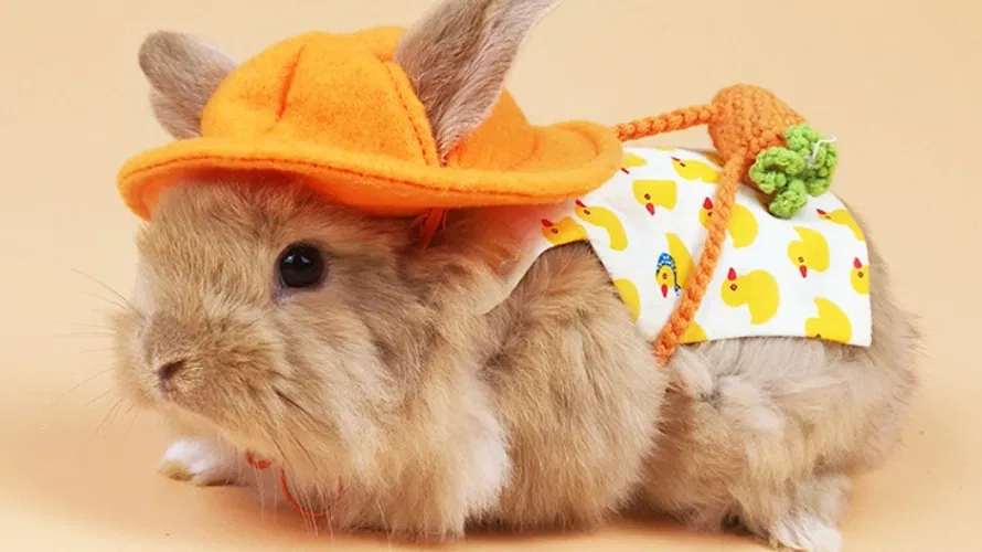 Pet Rabbit Clothes