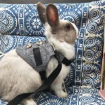 Cute Print Littel Cat Rabbit Harness And Leash Set Outdoor Walking Pet Harnesses For Small Animals Rabbits Teacup Dogs Clothes 24 kf A1f807e3b5b8f4a4183d7376b76a12ae99