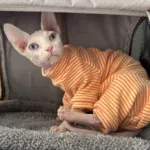 Light Orange