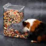 Hamster Rabbit Food Dispenser Feeder Plastic Clear Automatic Pet Feeder For Hamster Guinea Pigs Food Bowl Container 33 kf S0872db687a184d2c8607de33a1c0f8346