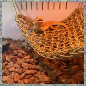 WON 2 Pack Bearded Dragon Hammock Reptile Climbing Decor 100% Natural Seagrass Fabric Hammock For Reptiles