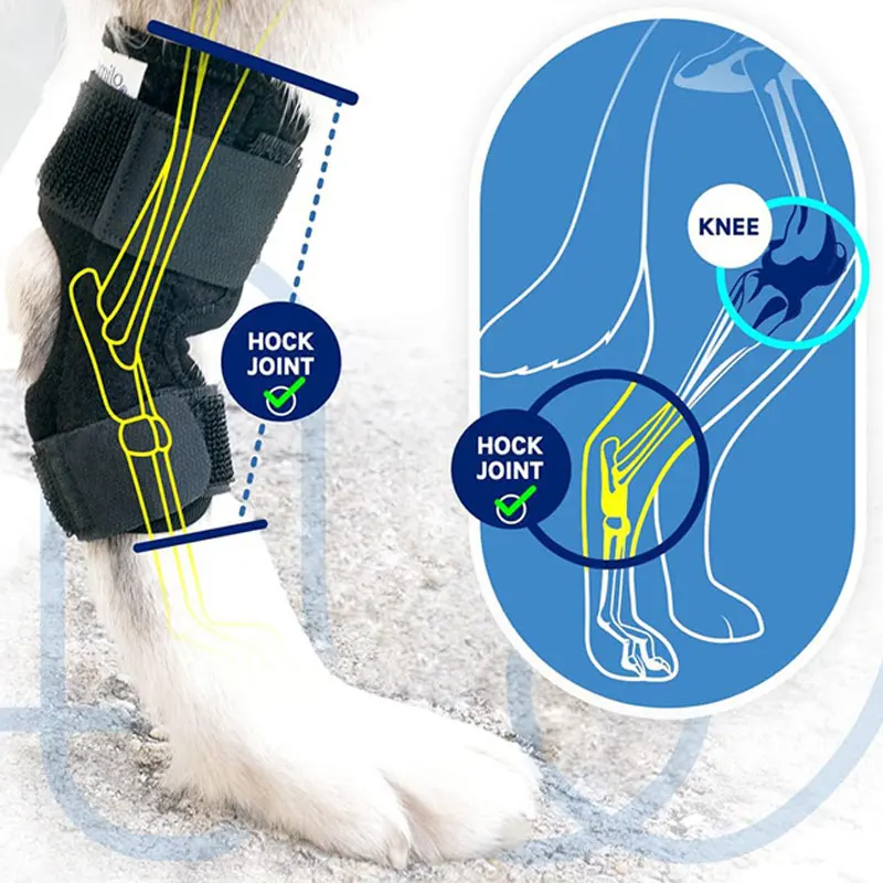 Dog Protector Support Protects Bandage Dog Arthritis Protector Cover Dogs Hock Joint Brace Pet Knee Pads Dogs Injury Recovery 13 kf S46de5a42cc914433bc45a175f0efca17Q