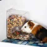 Hamster Rabbit Food Dispenser Feeder Plastic Clear Automatic Pet Feeder For Hamster Guinea Pigs Food Bowl Container 32 kf S54103c40c4e14b03a08994694b8a711aT