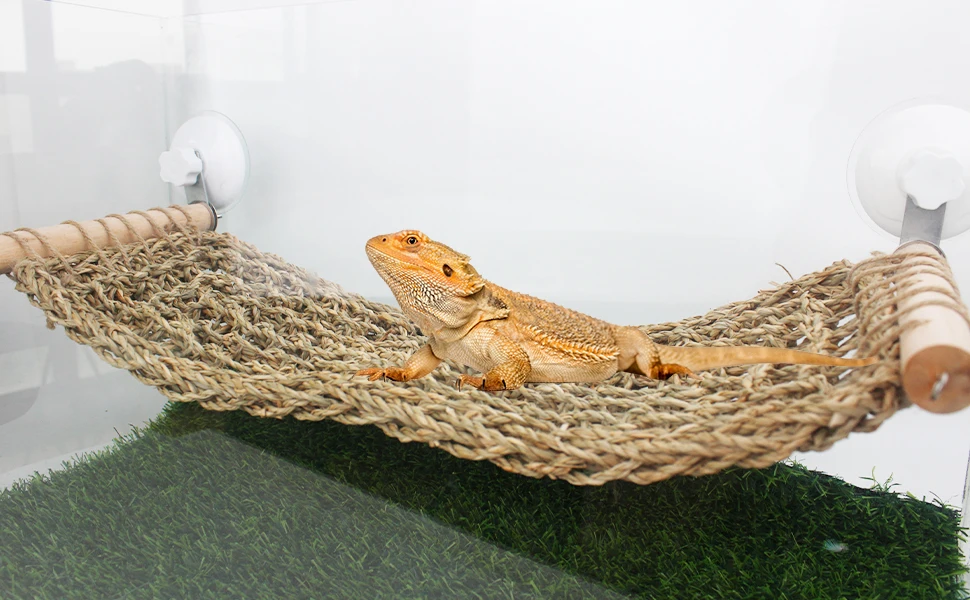 bearded dragon window perch