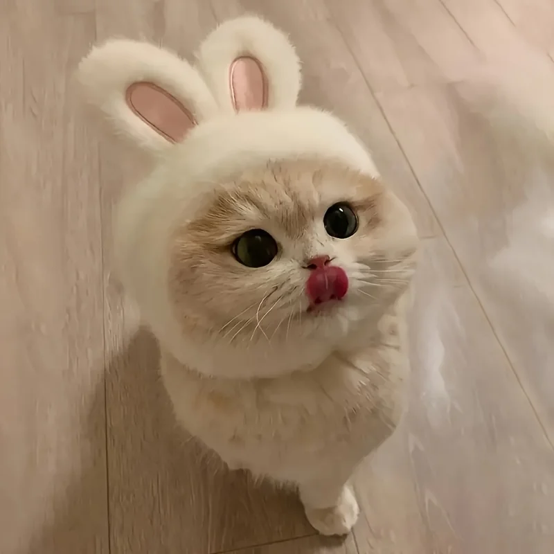 1Pc Bunny Ears Cat Hat Themed Pet Costume Knit Fabric Set Comfortable Polyester Pullover Headwear For Cats &Amp; Small Dogs 25 kf S9498eb2b3db2453ab44a77bbf5b613b65