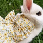Soft Cotton Rabbit Harness Dress And Leash Set For Rabbits Bunnies Summer Small Animals Clothes Outdoor Pet Walking Supplies 30 kf S9934d1747d4948318bf85b3c9672eaafj