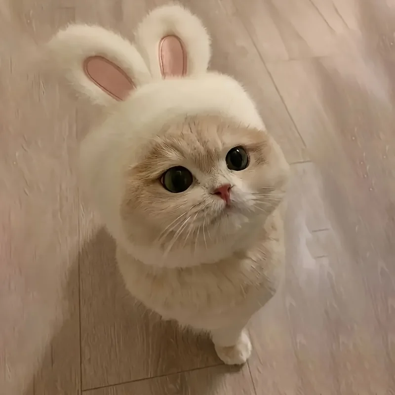 1Pc Bunny Ears Cat Hat Themed Pet Costume Knit Fabric Set Comfortable Polyester Pullover Headwear For Cats &Amp; Small Dogs 27 kf Sb259ace1ed5e433c8887c1f61d40b268v
