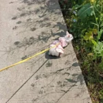 Soft Cotton Rabbit Harness Dress And Leash Set For Rabbits Bunnies Summer Small Animals Clothes Outdoor Pet Walking Supplies 31 kf Sb320e32bb59346ad9ffbdbd24f63d000q