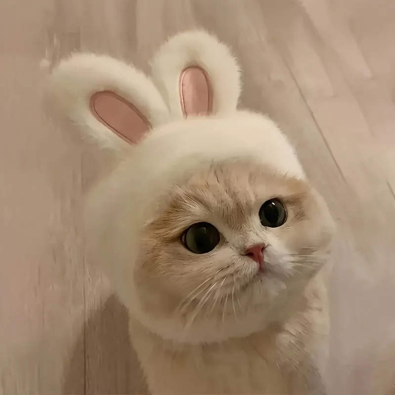 1Pc Bunny Ears Cat Hat Themed Pet Costume Knit Fabric Set Comfortable Polyester Pullover Headwear For Cats &Amp; Small Dogs 28 kf Sb540828274bb4de59deabc1cba11b4bdG
