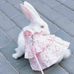 Soft Cotton Rabbit Harness Dress And Leash Set For Rabbits Bunnies Summer Small Animals Clothes Outdoor Pet Walking Supplies 28 kf Sb72455e04d174abca1096cc43146e883C