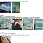 Chanbuni Probiotics For Pet Dogs Multivitamin Vitamins For Dogs Puppy Nutrition Dog Treats For Adult Puppies Universal 6 kf Sbd04482806f643a1bae0aca9fc512e9eW