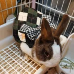 Cute Bunny Guinea Pig Costume For Small Animal Dwarf Rabbit Chinchillas School Uniform Clothes With Harness Mascotas Accessories 5 kf Sbe2c1d7902f64fdf89143bf628c41022n