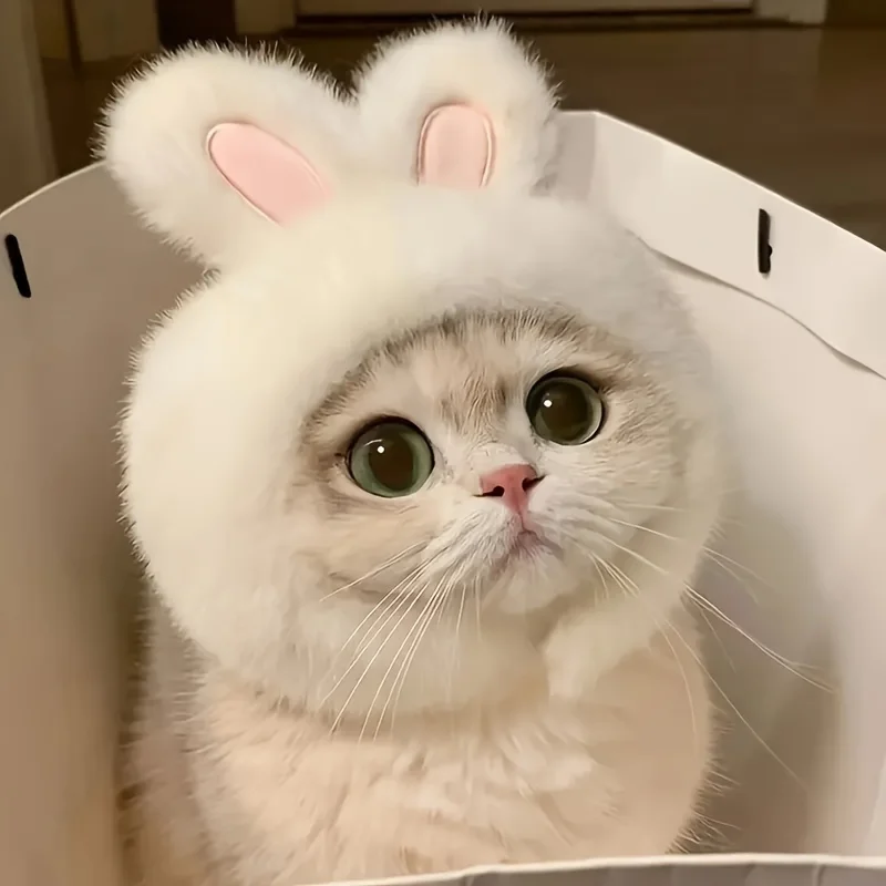 1Pc Bunny Ears Cat Hat Themed Pet Costume Knit Fabric Set Comfortable Polyester Pullover Headwear For Cats &Amp; Small Dogs 24 kf Sd0665f8272d741408cc134f7d9b72ad2Z