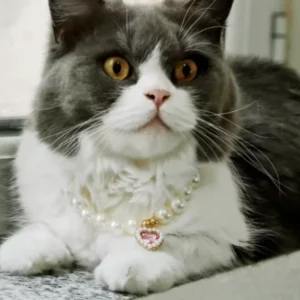 Adjustable Pet Pearl Necklace for Cats and Dogs Fashion Rhinestones Cat Collar Kitten Accessories 1